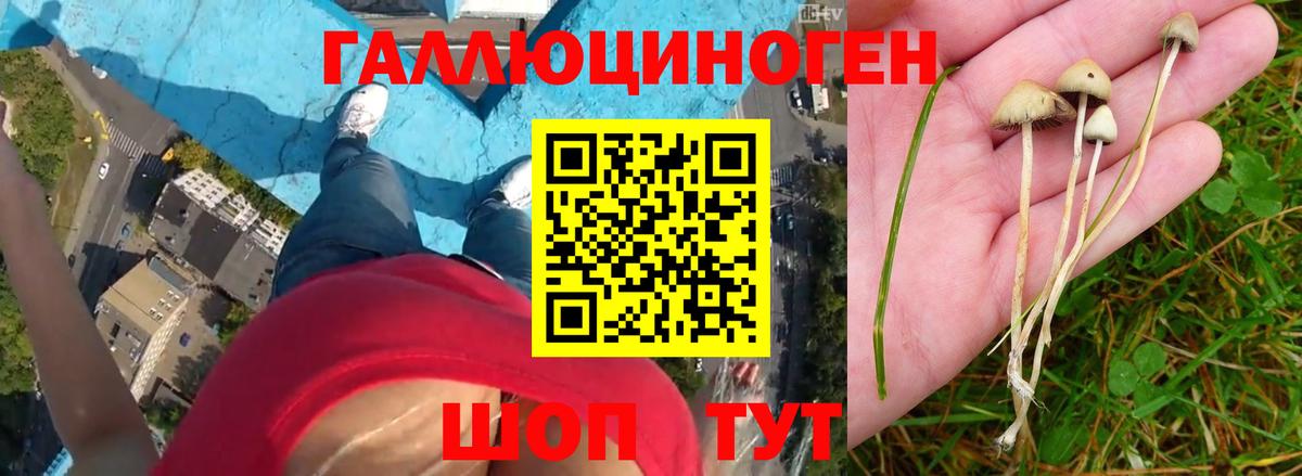 Галлюциногенные грибы Psilocybe  Псилоцибиновые грибы мицелий  Черкесск  Вход с VPN 